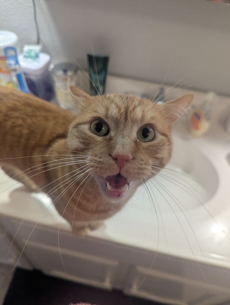 Krackle standing on my bathroom counter yelling at me because I was gone for a week