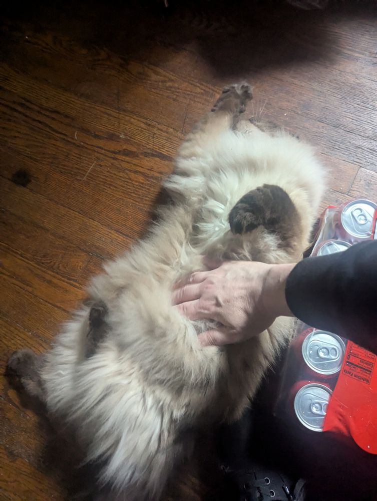 Saint the cat, who is presenting her belly for pets