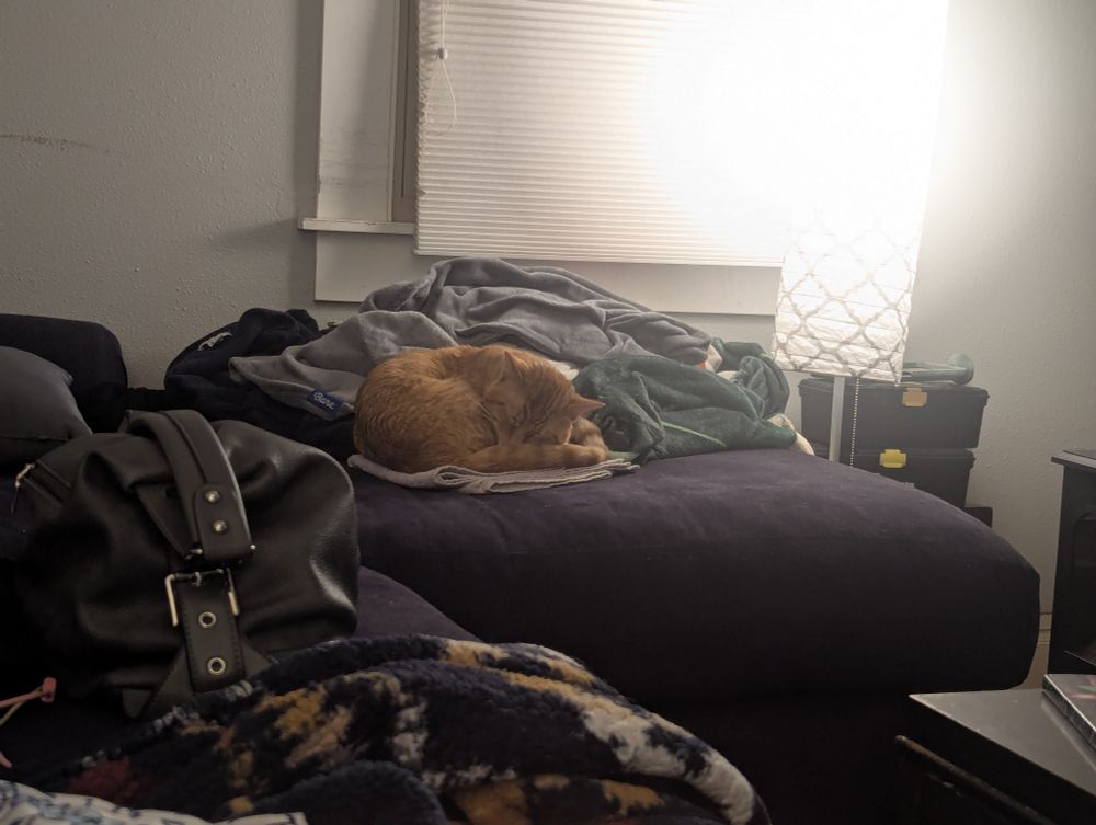 Krackle curled up on a folded towel on top of a couch cushion