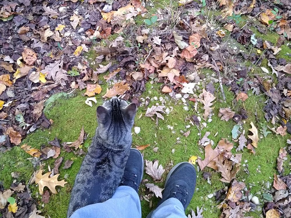 My gray tabby cat Max and I stand on a mossy embankment near the swamp.