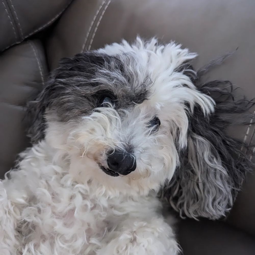 Close-up photo of a fuzzy dog face - dog is mostly white with black and gray on the ears and the area around one eye