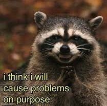 A devious looking Raccoon rubbing his front paws together saying "I think I will cause problems on purpose!".