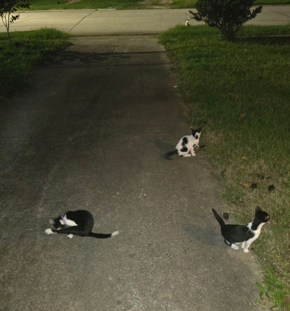 Group of three kittens.