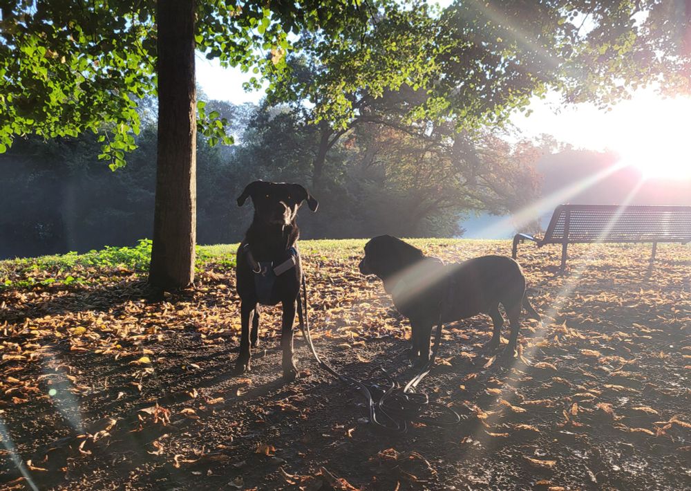 Two black dogs in rays of sunshine, behind them a park, 