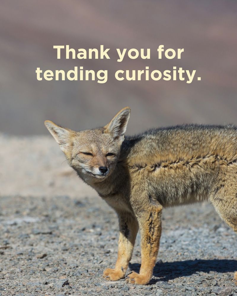 Thank you for tending curiosity. We're grateful for the beautiful world you work so hard to cultivate and give back to. 

Photo: South American Gray Fox (Lycalopex griseus)