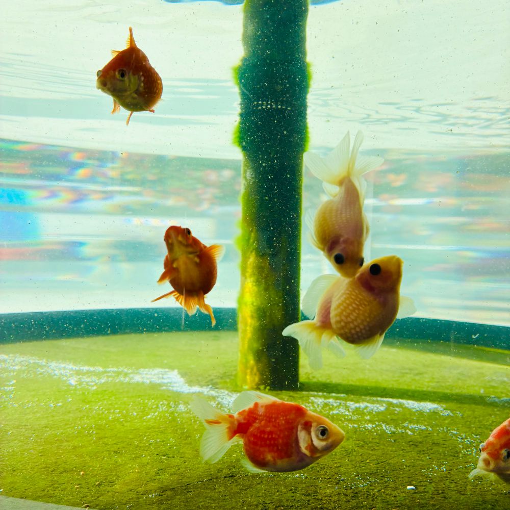 水槽の中で泳ぐ7匹の金魚