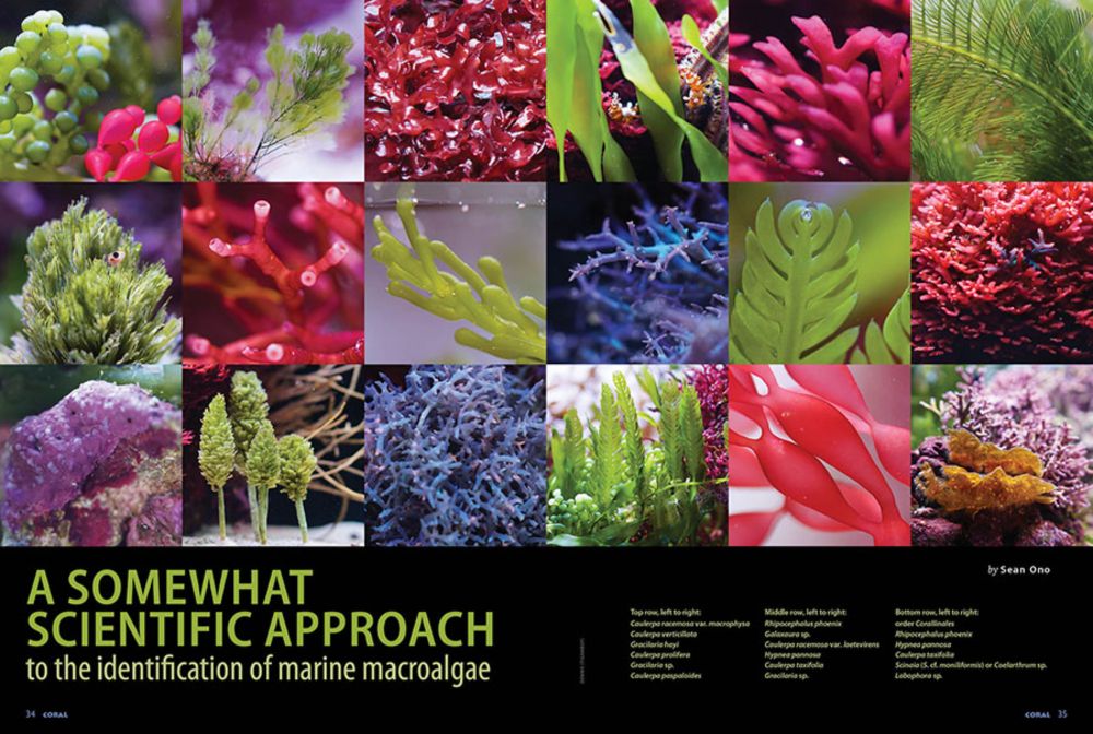 N Akvaryum Reviews CORAL Magazine: AQUASCAPING WITH ALGAE - CORAL Magazine