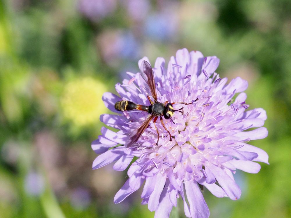 A black, brown and yellow fly with large yellow blobs on its head, a narrow waist and long, slightly bulbous, curved thorax. It's taking nectar from a pale mauve Field Scabious.