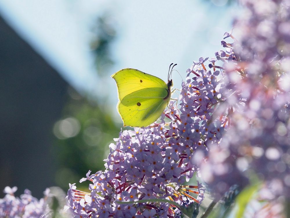A male Brimstone butterfly showing the yellow/green undersides of its wings taking nectar from pale lilac-coloured buddleia flowers.