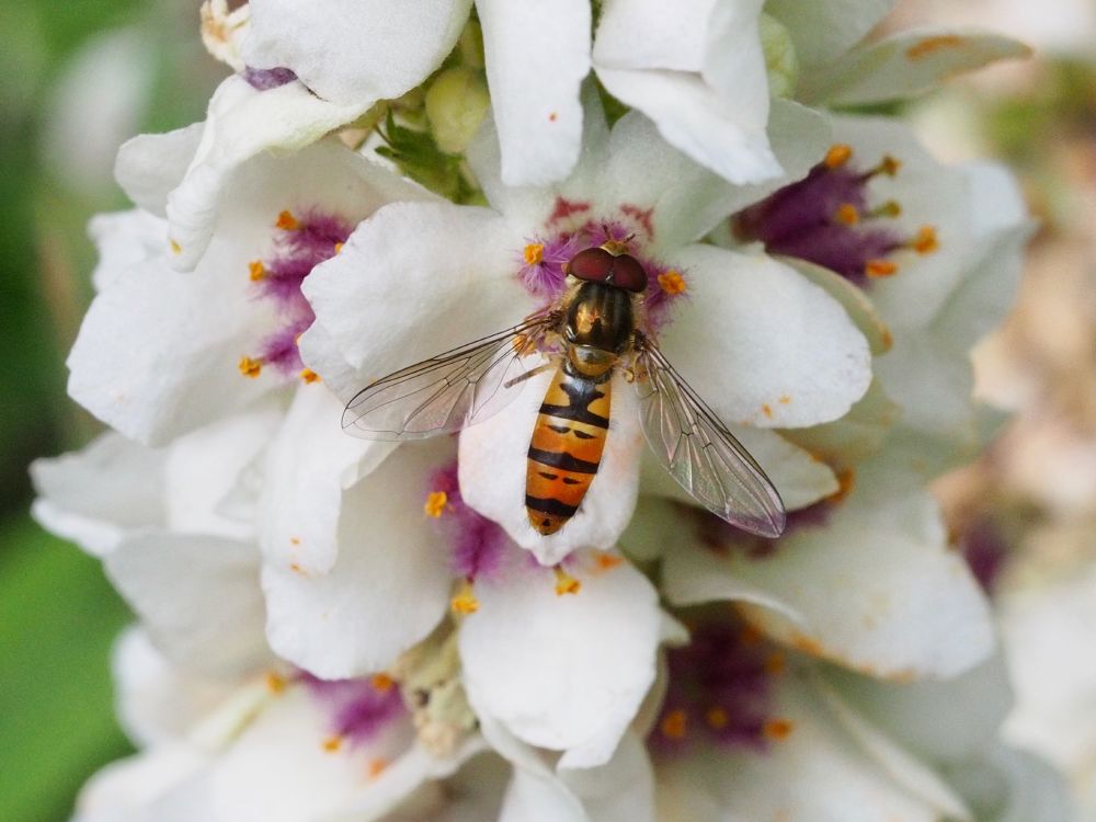 A small orange, yellow and black hoverfly taking nectar from a white verbascum plant with purple anthers.
