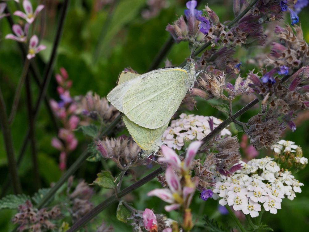 2 copulating white butterflies, showing the very pale creamy yellow undersides to their wings, against a background of garden flowers in creams, pinks and mauves.