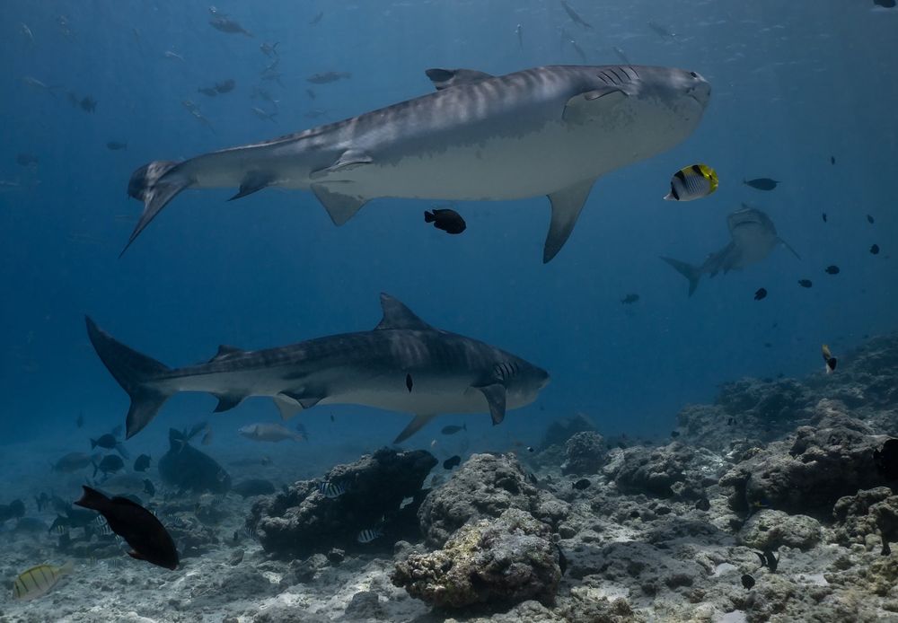 An underwater photo showing two large tiger sharks swimming side by side above a rocky coral reef at Tiger Zoo in Fuvahmulah, Maldives. Their bodies are massive, streamlined, and covered in their signature dark stripes. A third tiger shark swims in the background, slightly blurred due to distance. Around them, colorful reef fish — including black, yellow, and striped ones — move calmly in the clear blue water. The scene is peaceful yet powerful, showcasing the raw beauty of these apex predators in their natural habitat.