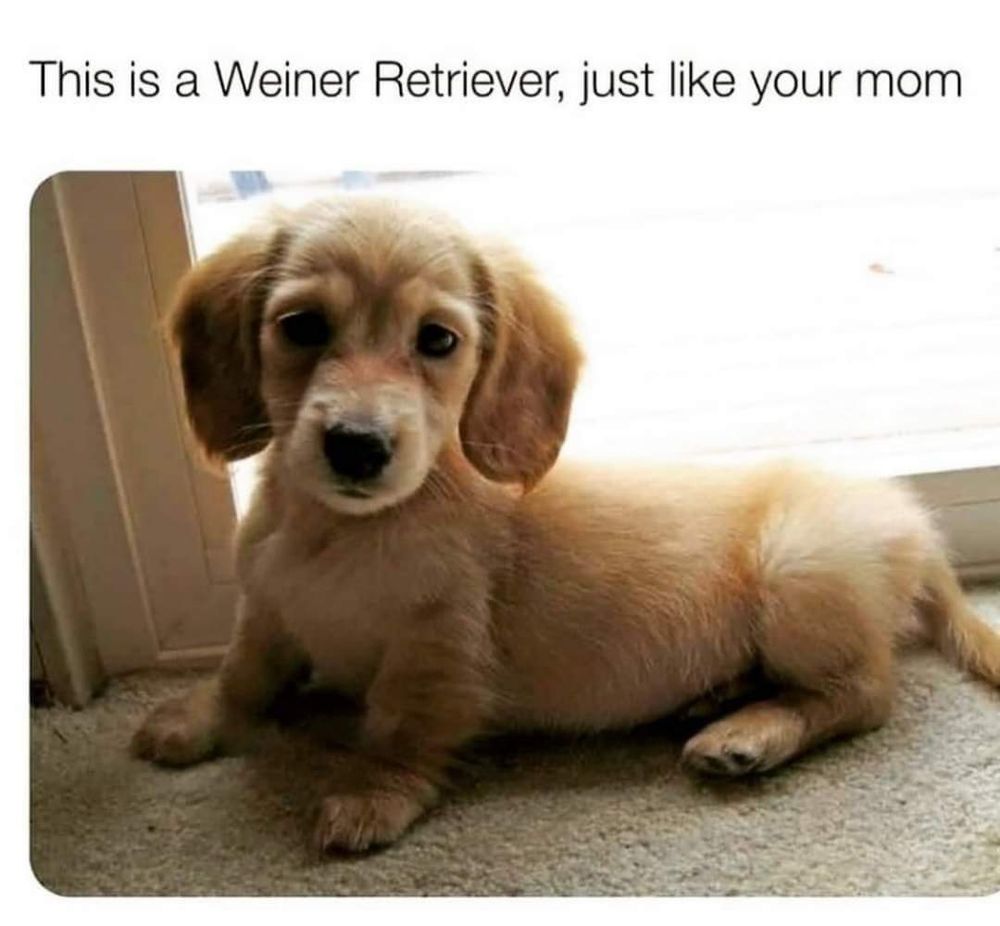 This is a weiner retriever, just like your mom. 