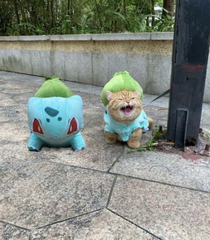 Photo of a cat dressed up in a Bulbasaur costume sitting next to a pole outside with a Bulbasaur plush 