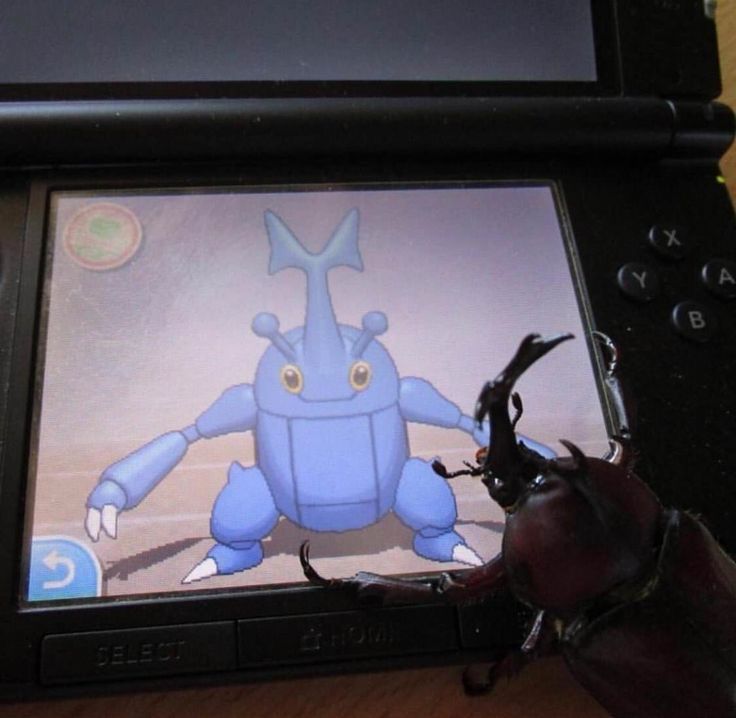 Picture of a beetle looking at a Heracross In Pokémon-Amie on a 3DS