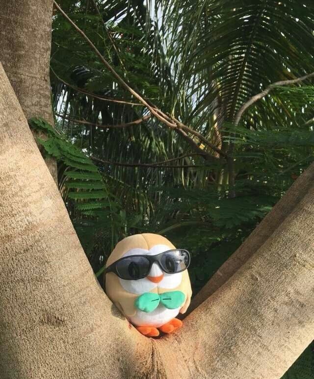 a rowlet plush with sunglasses on sitting a tree