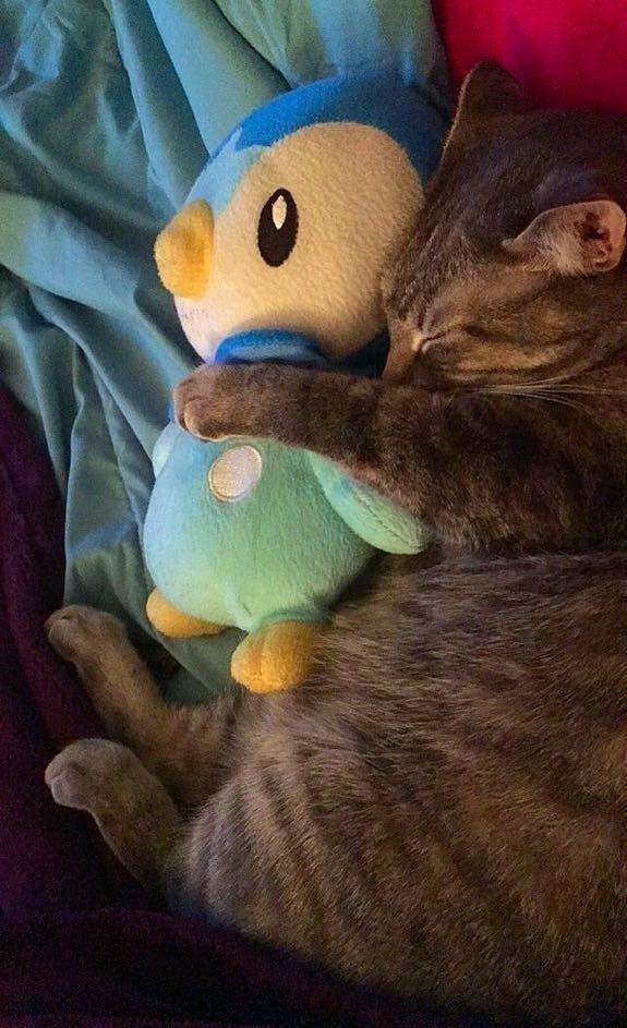 Photo of a cat hugging a piplup plush 