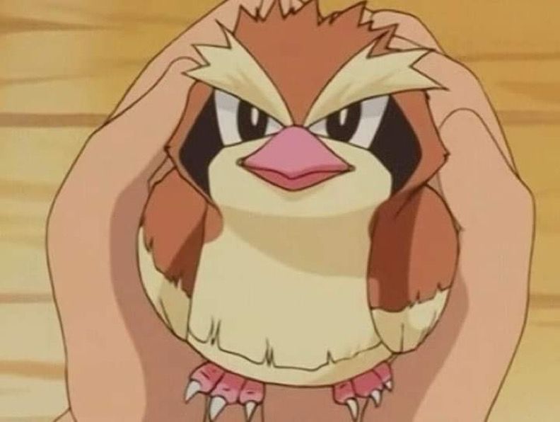 Screenshot of a tiny pidgey being held with both hands in the Pokémon anime 