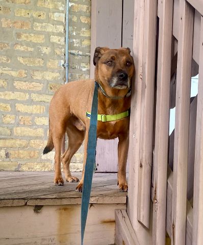 A medium sized brown dog standing at the top of a wooden outdoor staircase. He has a thousand yard stare into the distance, and does not seem pleased. 