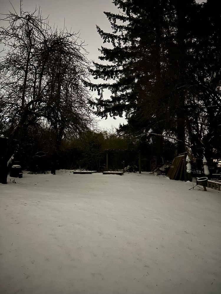 A big yard with snow all over the ground and silhouettes of trees at the back. Theres no artificial light, but the snowy ground and sky both seem to glow with their own light. 