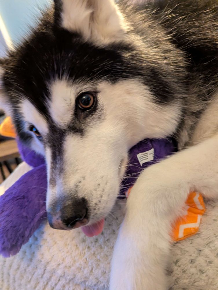 River the black and white husky lies on top of her purple ducky stuffed toy, she looks mischievous and has her tongue poking out at the front of her mouth. Beneath her is a white fluffy blanket. 