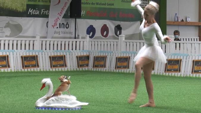 A chihuahua performs a version of Swan Lake at a dog show while sitting on a little swan model. Next to the dog, its owner poses in a white tutu.