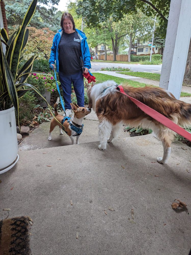 A three legged Collie sweetly greeting a Corgi visitor.