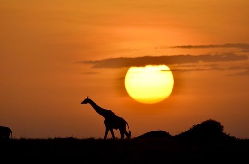 A giraffe silhouette with an orange sunrise in the back. Taken in the Masai Mara, Kenya.
