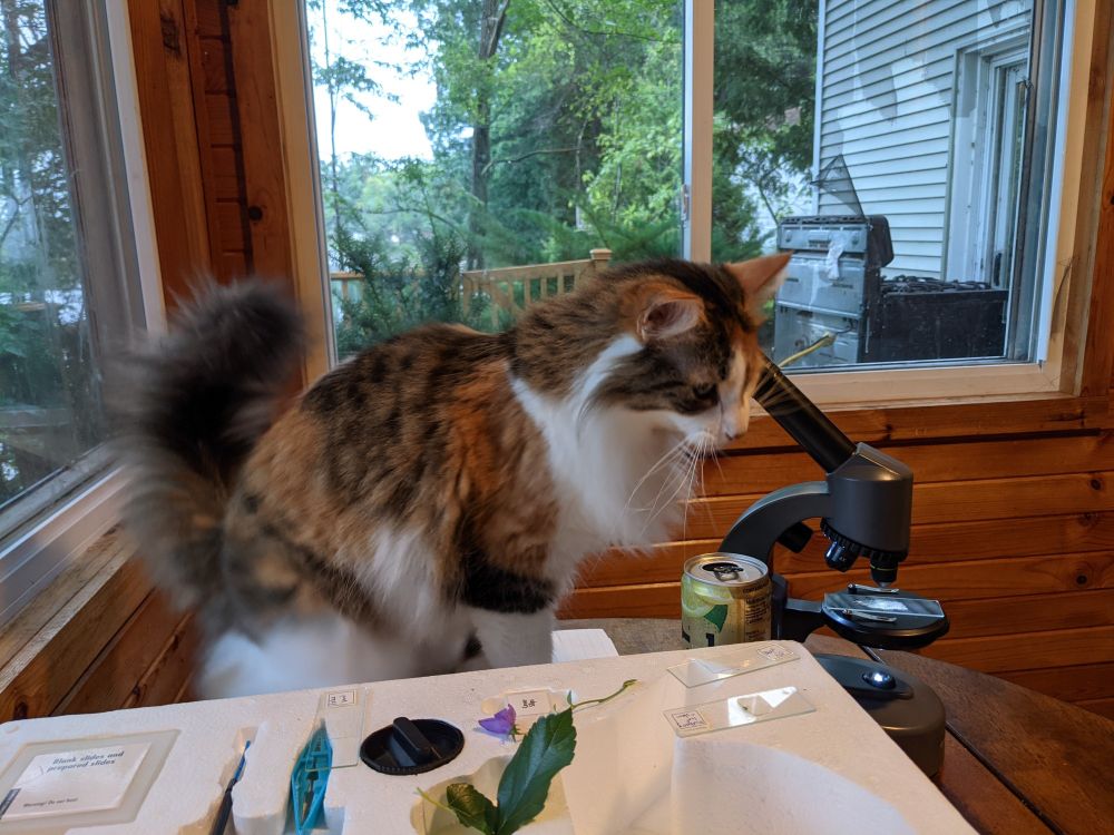 Long hair, calico cat looks through viewfinder of a microscope.