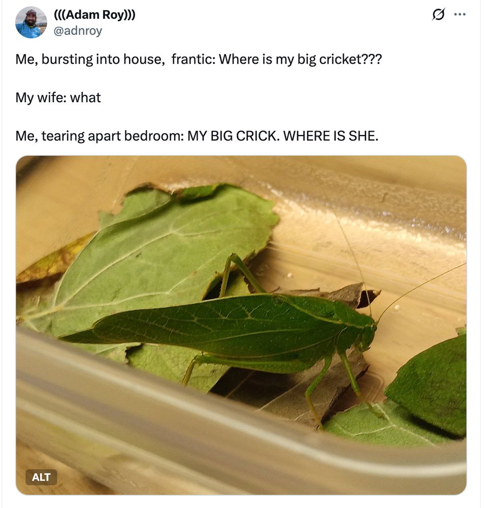 Me, bursting into house,  frantic: Where is my big cricket???

My wife: what

Me, tearing apart bedroom: MY BIG CRICK. WHERE IS SHE.

[Picture of large katydid in tupperware with leaves]