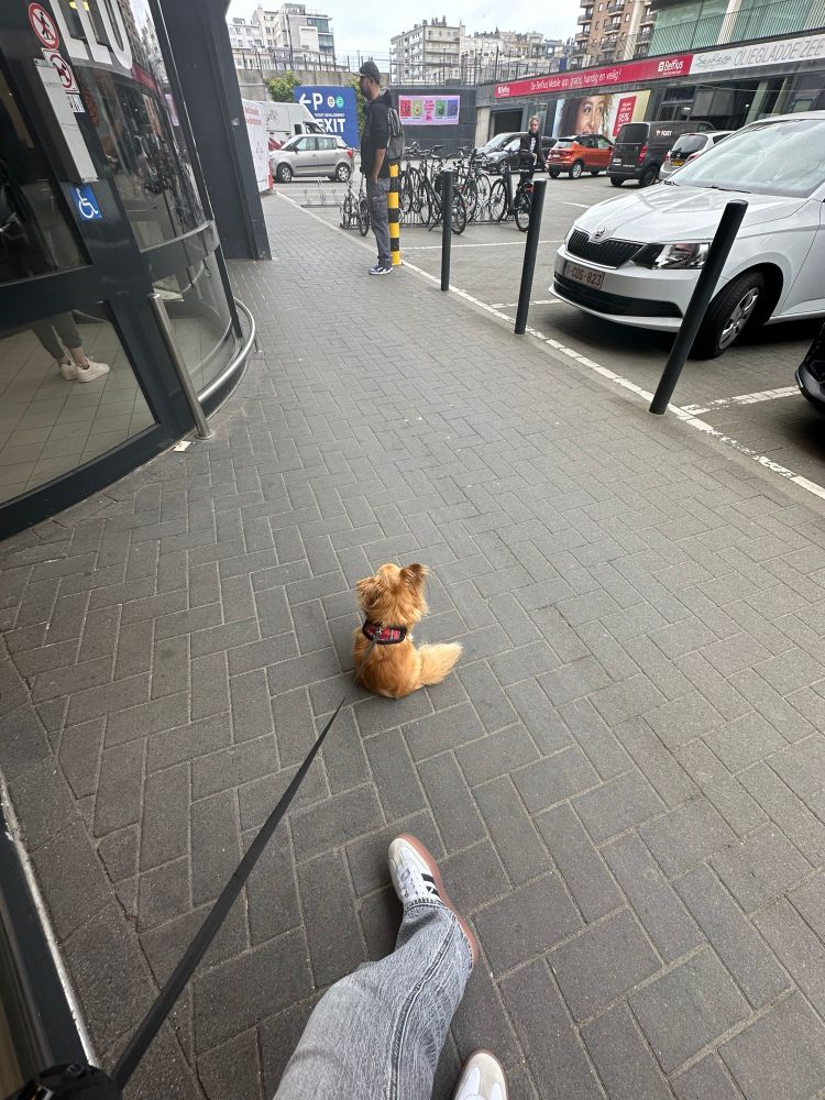 A picture of my dog sitting on the leash and my feet next to him, he is very tiny and we are waiting outside of a supermarket because dogs can’t go in. 