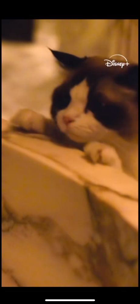 A picture of one of Taylor Swift’s cats leaning over the edge of the bathtub