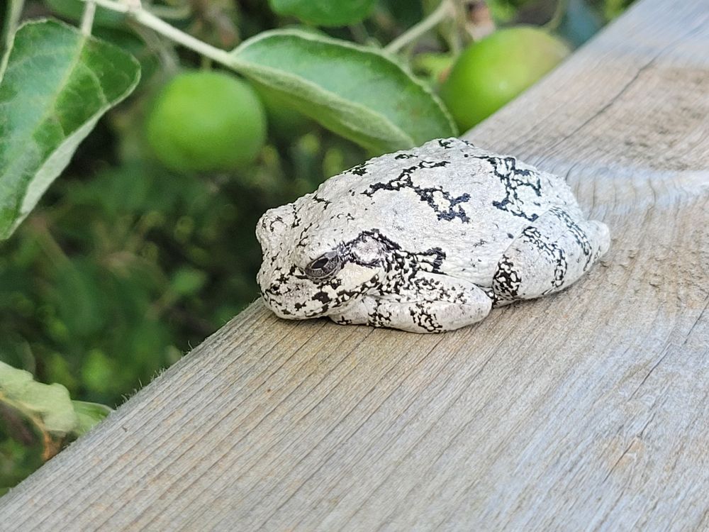 A Gray Treefrog on a deck railing with developing apples in the background.
