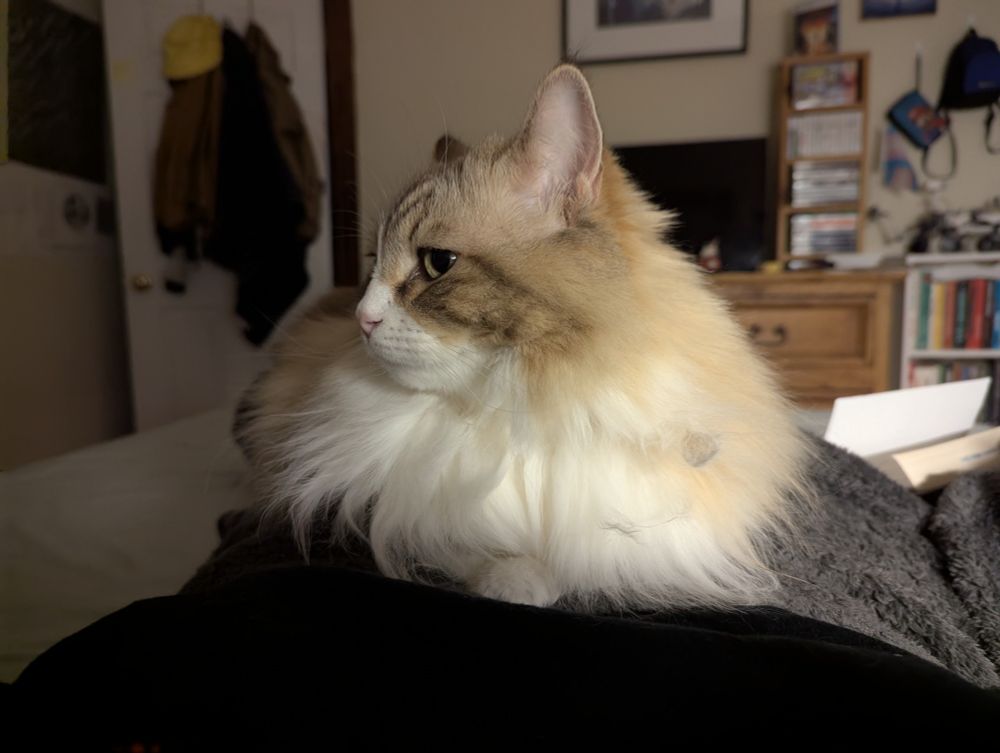 A very fluffy white and light brown cat is perched on top of someone laying down in bed