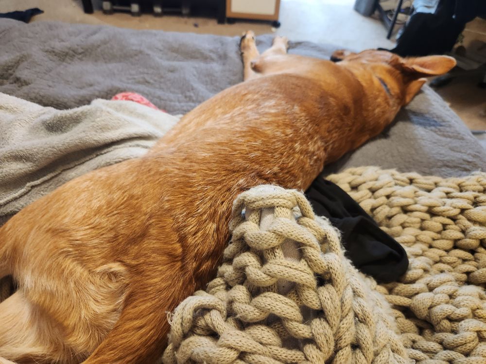 A sleepy red heeler puppy that I won't get to see again.