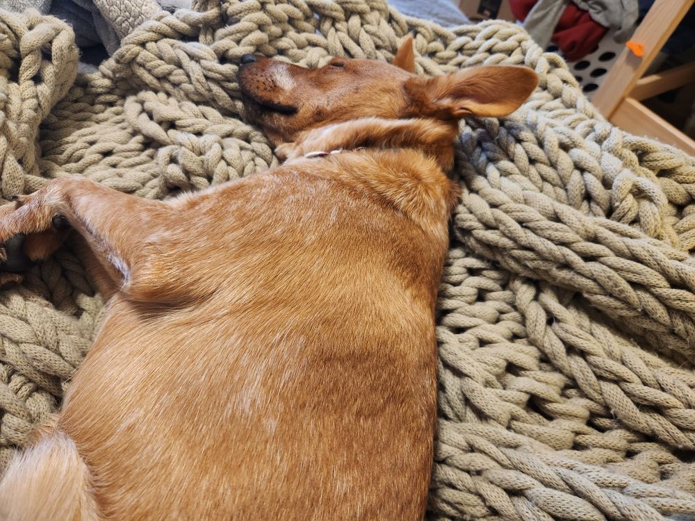 A red heeler puppy (who likes me better) sleeps on my bed