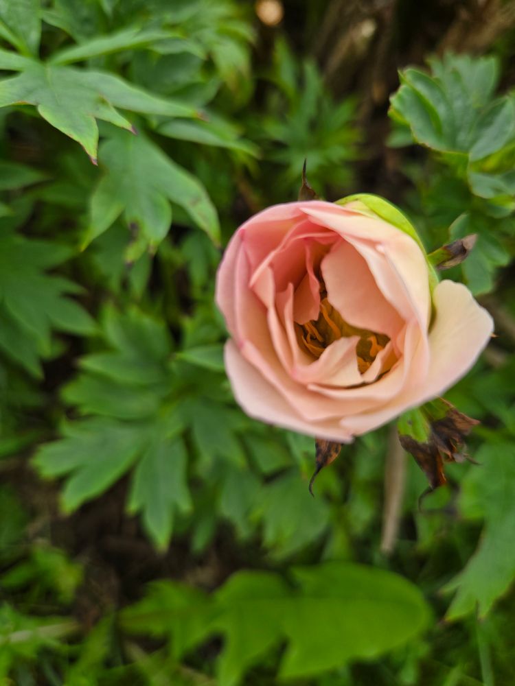 A light pinkish peony bloom just starting to open