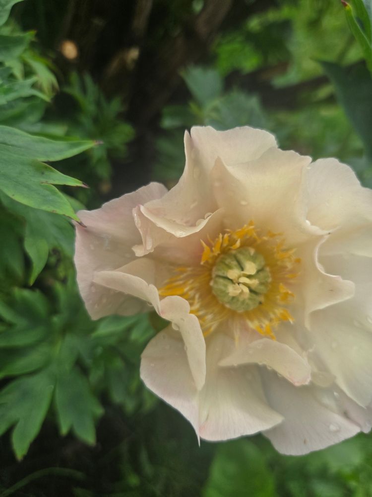 Very pale yellow peony, just opening, with dew drops on the petals.. you can see the tiniest amount of pink on the tip of the petals, too