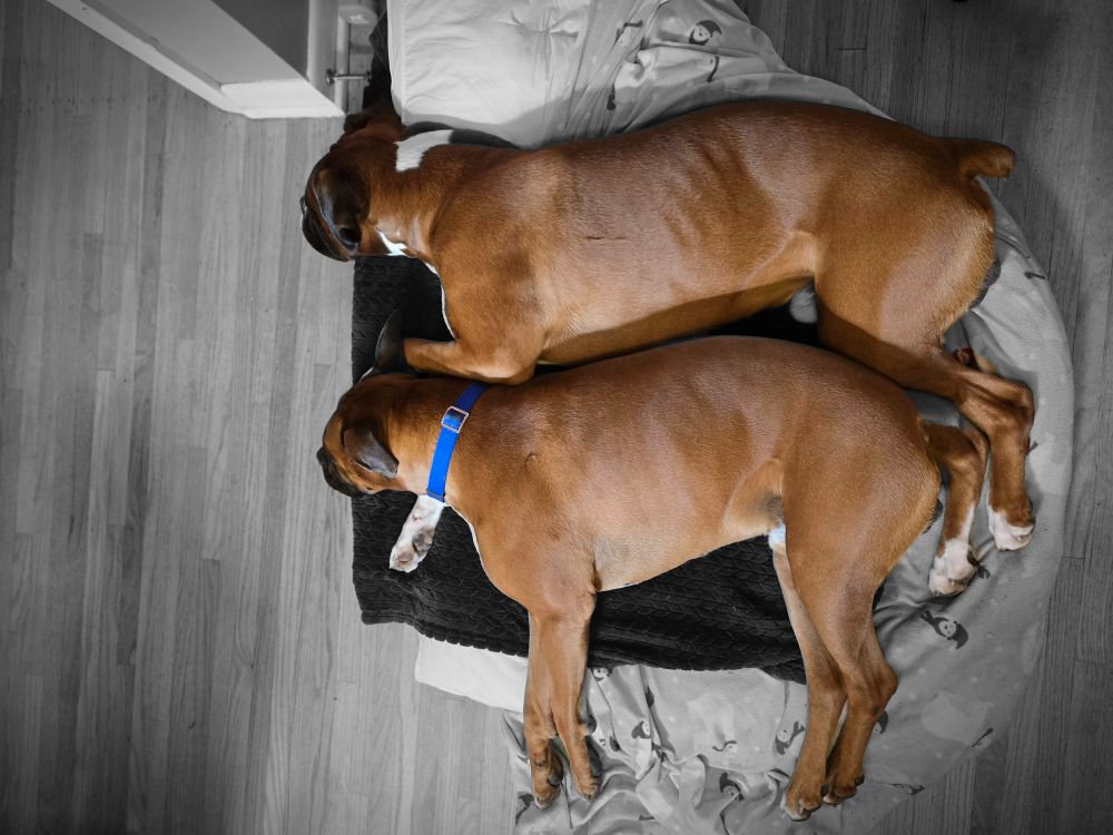 Two fawn boxers snuggling on a pile of blankets. The one with a blue collar is resting his tiny head on his brother's pawpaw.. 