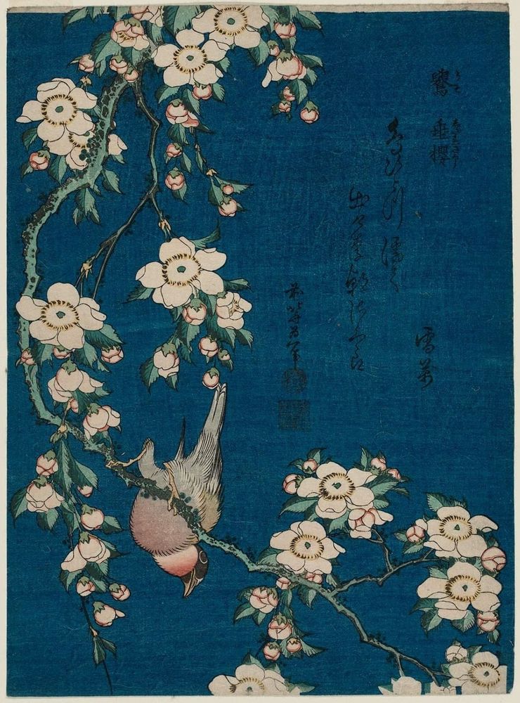 A bird perches facing downward on the branch of a cherry tree covered in pale pink blossoms. The background is a deep blue.