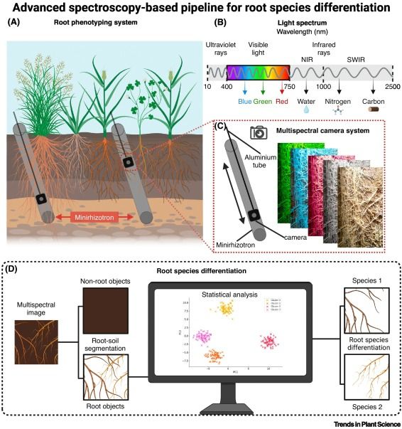 Figure 1. Key figure. Advanced spectroscopy-based pipeline for root species differentiation.

(A) Root phenotyping system. The root phenotyping system consists of a minirhizotron installed in the field trials at various angles from the vertical axis, best suited for accommodating the camera system. (B) Light spectrum. The light spectrum consists of three main regions: UV, visible light, and IR. The IR region is further divided into two groups: near-IR (NIR) spanning 750–1000 nm and short-wave IR (SWIR) covering 1000–2500 nm. Examples of six features that could be detected in roots in multispectral analysis encoding for blue, green, red, water, nitrogen, and carbon. The wavelength scale is expressed in nanometers (nm). (C) Multispectral camera system. The camera is mounted on an aluminum tube, which allows smooth movement along the minirhizotron for efficient data collection. On the right is an example of image overlay of different multispectral bands. (D) Root species differentiation. Left: The large volume of multispectral images captured by the camera system is processed and segmented using software that leverages deep learning and machine learning for high-throughput segmentation. The segmentation involves distinguishing and separating root objects from nonroot objects within root and soil mixtures. Center: The segmented roots are clustered using unsupervised methods, including k-means clustering and principal component analysis. Right: Supervised statistical analysis predicts root species (species 1 and species 2) in a mixture. Created in BioRender (https://BioRender.com/k43u259). 

© 2025 Elsevier Ltd. All rights are reserved, including those for text and data mining, AI training, and similar technologies. https://doi.org/10.1016/j.tplants.2025.07.003 