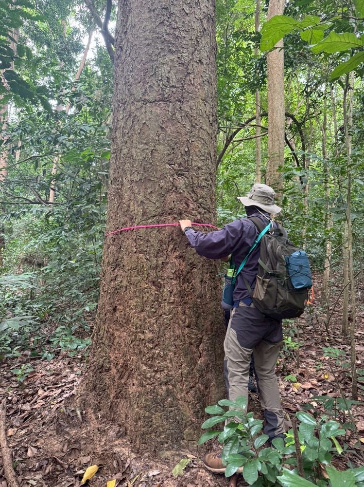 Identifying Dipterocarp tree patches at the research site 