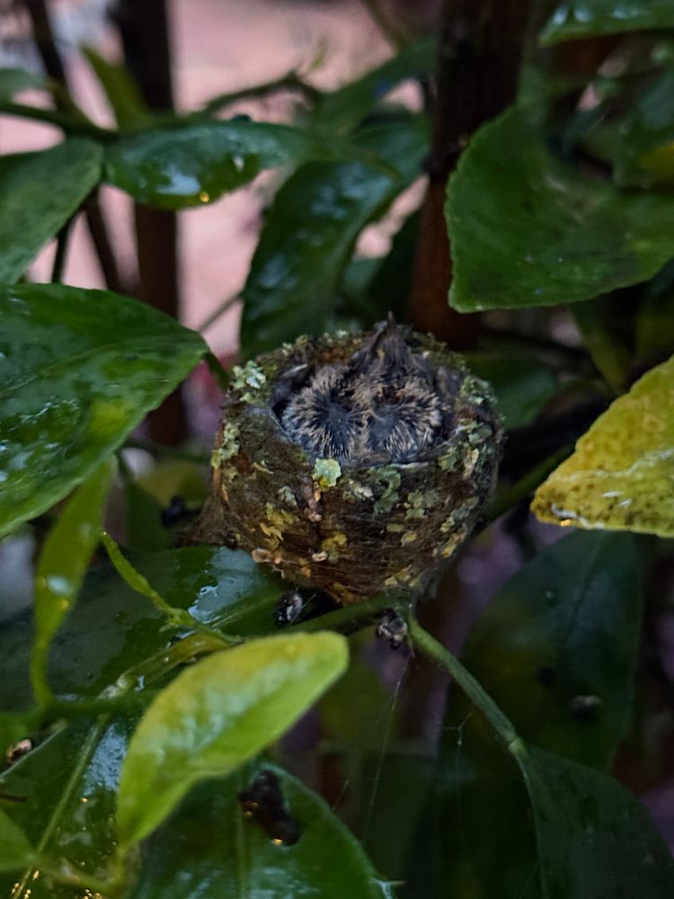 Hummingbird nest in tree with mama bird snuggled low in nest. 