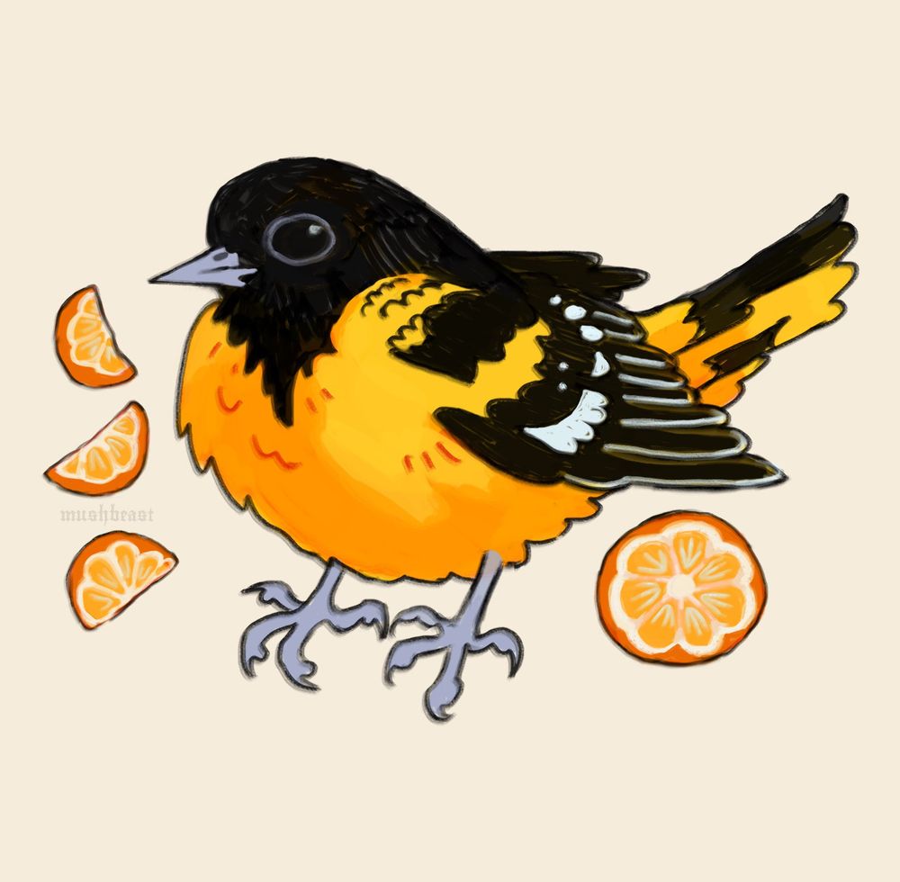 a drawing of a chubby baltimore oriole surrounded by orange slices. colours used are orange, yellow, red, black, and white. 