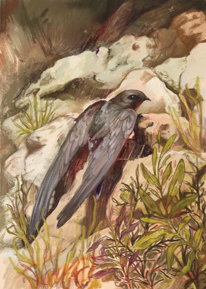 a digital drawing of a common swift. the background includes lots of rocks and foliage in the foreground. colours used are olive green, reddish orange, and beige with dark brown reddish shadows. the common swift is a dark brown with highlighted feathers in a lighter brown. 