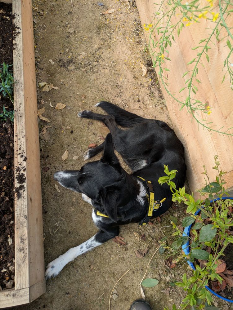 Border Collie lying down in the Polycrub.