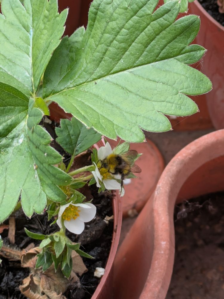 Fluffy bee visiting a strawberry flower on a small plant in a pot