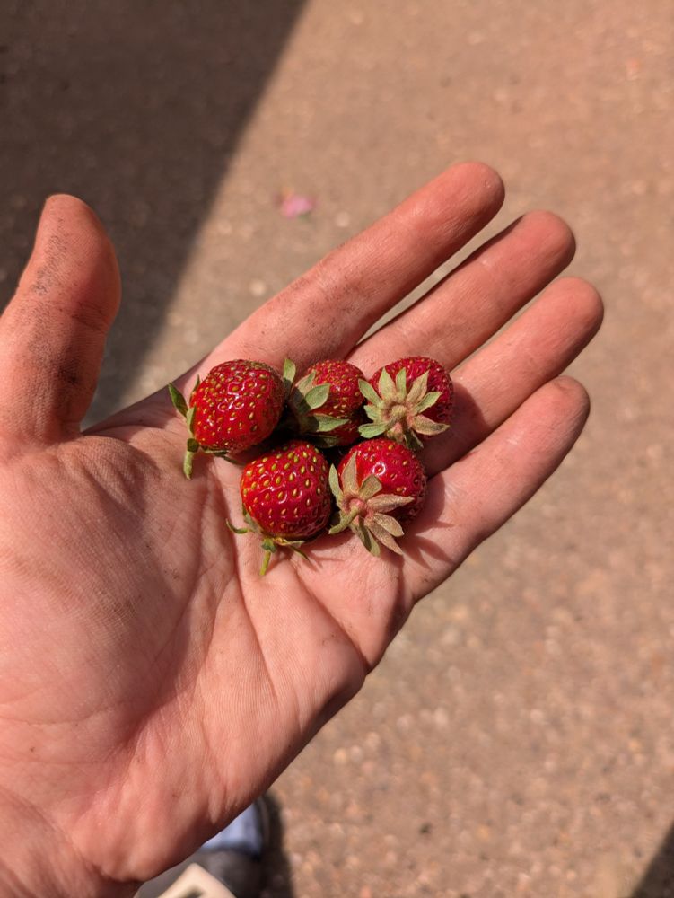 5 small red strawberries held in a slightly muddy hand