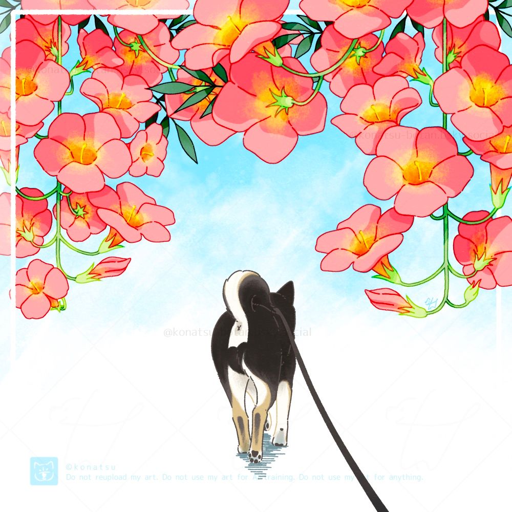 ノウゼンカズラと先を歩く黒柴犬のイラスト
