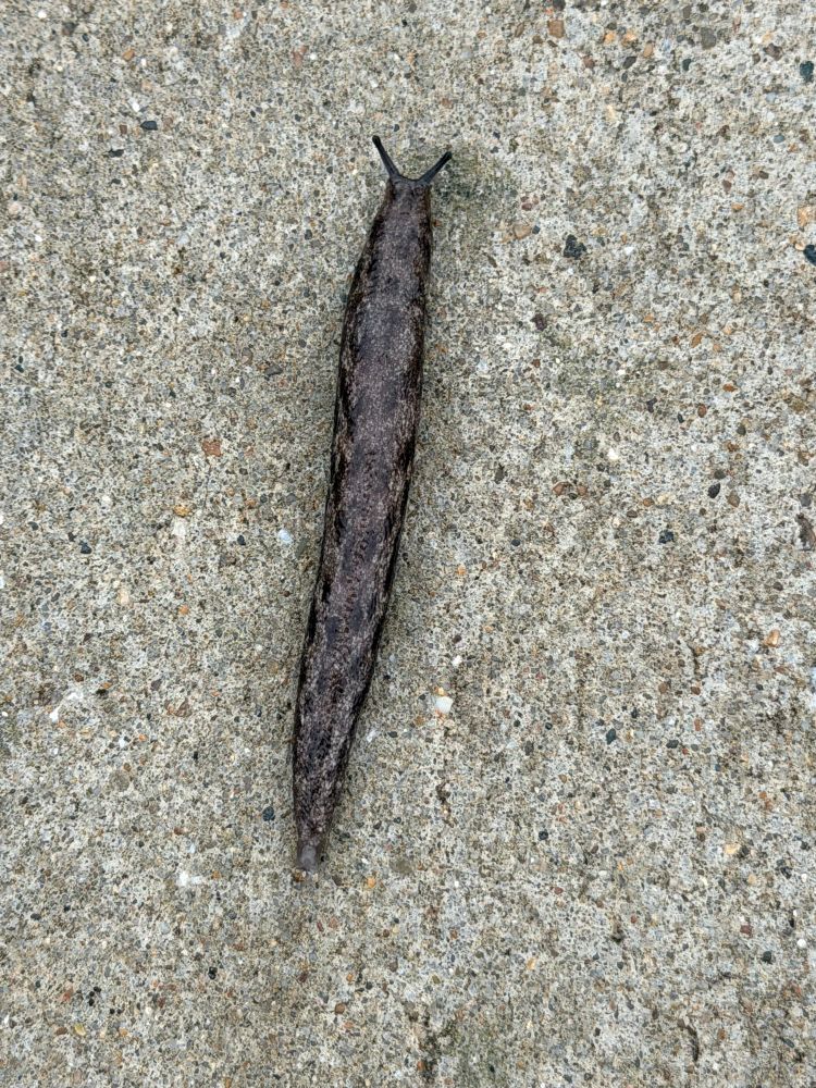 A close up photo of a brown and black slug 